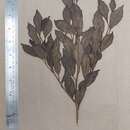 Image of Gomphandra coriacea Wight