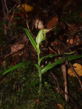 Image of Mountain greenhood