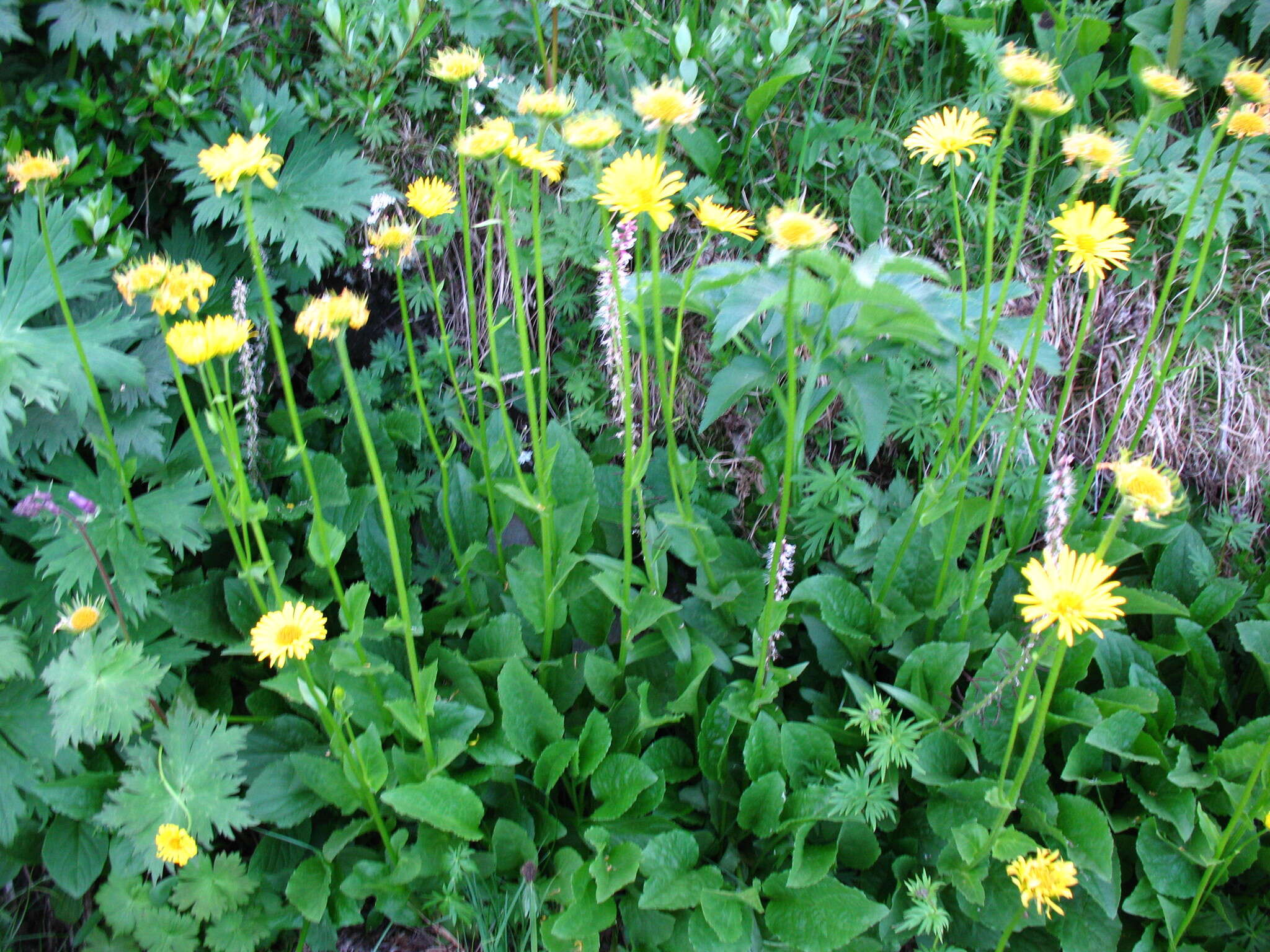 Image of Doronicum altaicum Pall.