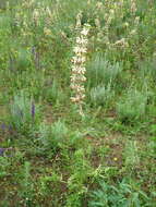 Sivun Phlomoides laciniata (L.) Kamelin & Makhm. kuva