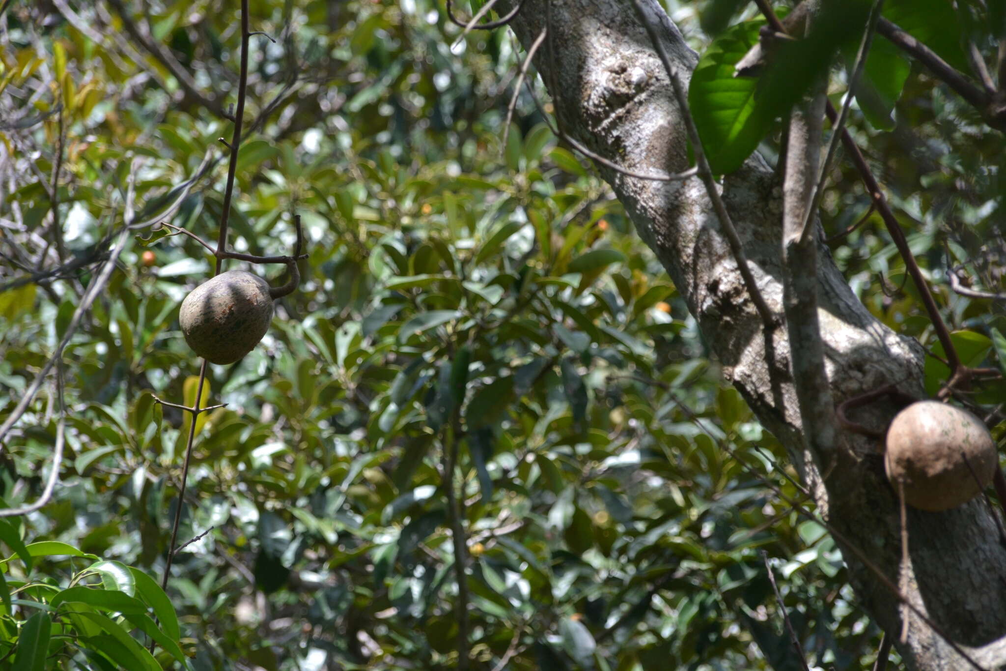 Tontelea passiflora (Vell.) Lombardi的圖片