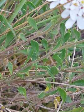 صورة Iberis procumbens Lange