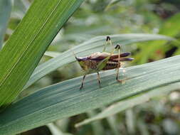 Image of Conocephalus (Anisoptera) melaenus (Haan 1843)