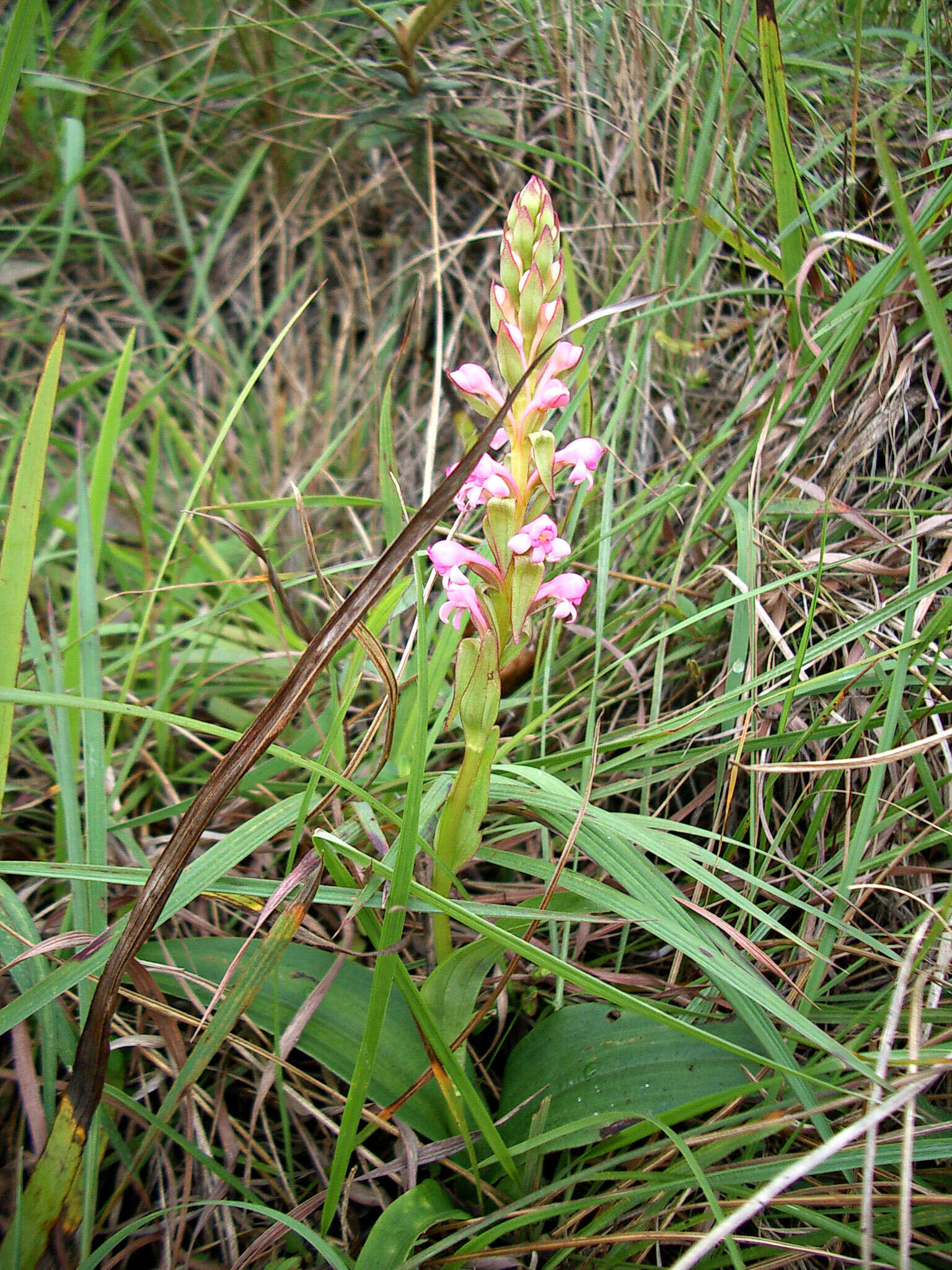 Image of Satyrium nepalense D. Don