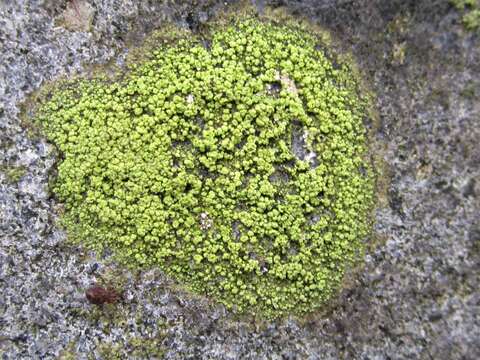 Imagem de Ropalospora viridis (Tønsberg) Tønsberg