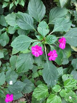 Imagem de Impatiens walleriana Hook. fil.