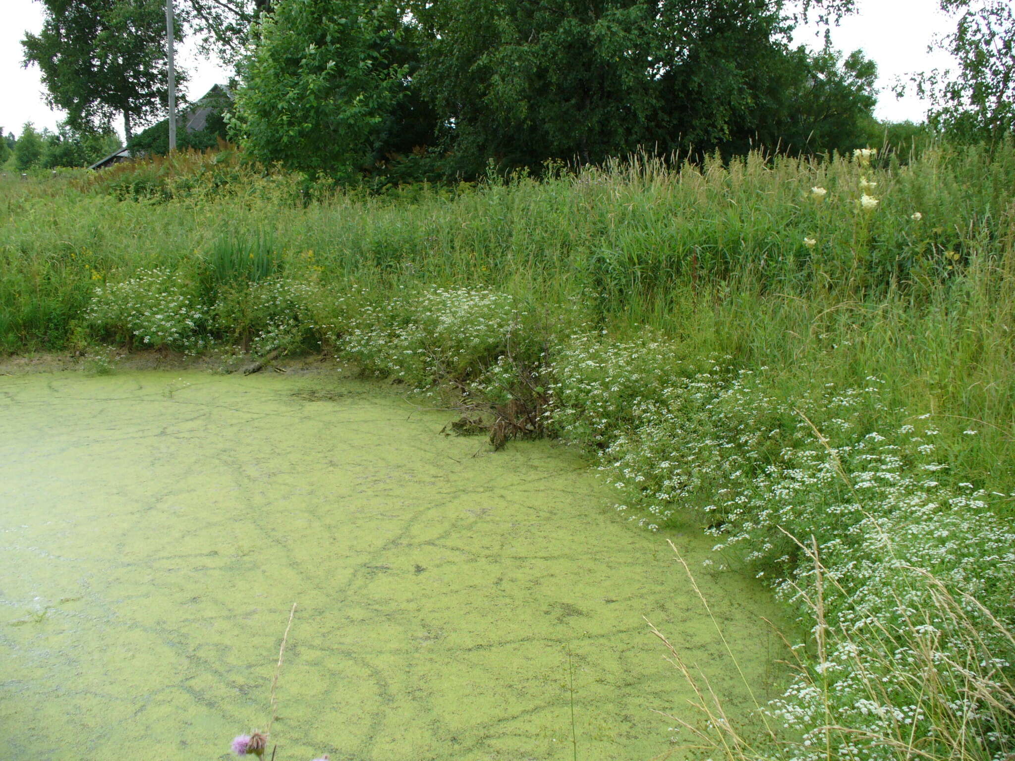 Image of Fine-leaved Water-dropwort