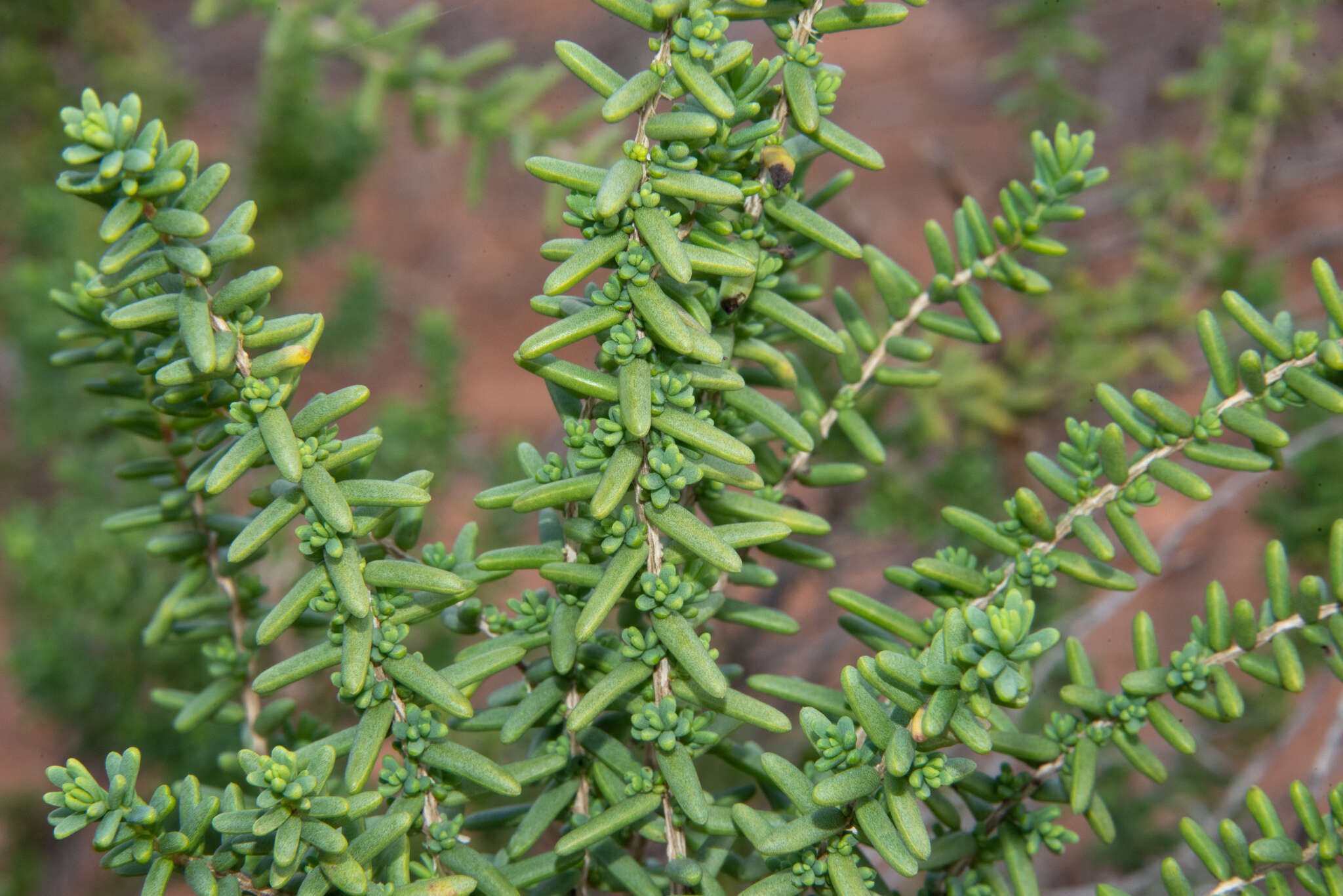 Image of alkali seepweed