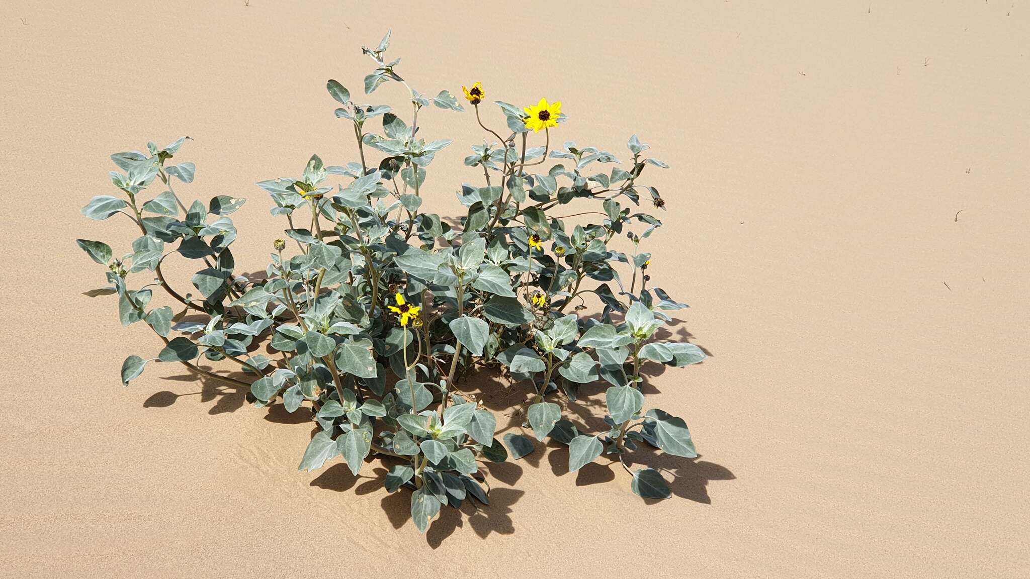 Image of Algodones sunflower