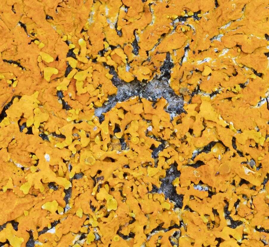 Image of Xanthoria aureola (Ach.) Erichsen