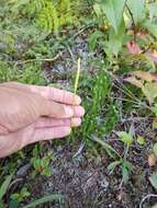 Imagem de Lycopodium lagopus (Laest. ex C. Hartm.) G. Zinserl. ex Kuzeneva-Prochorova