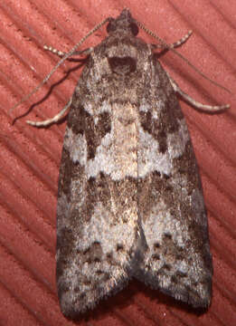 Imagem de Cnephasia stephensiana Doubleday 1849