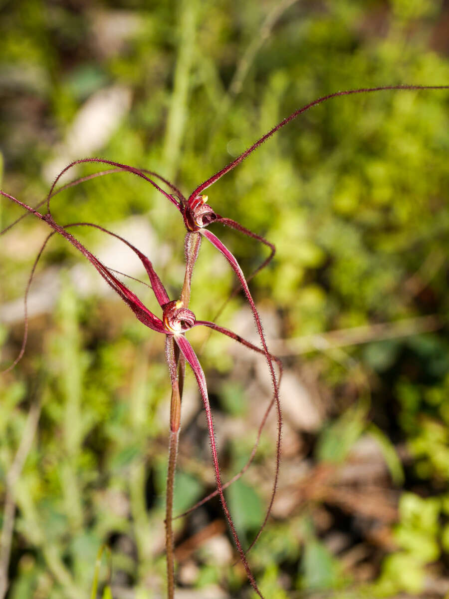 Image of Daddy-long-legs