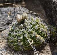 Image of Gymnocalycium mostii (Gürke) Britton & Rose