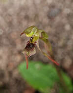 Image of Common wasp orchid