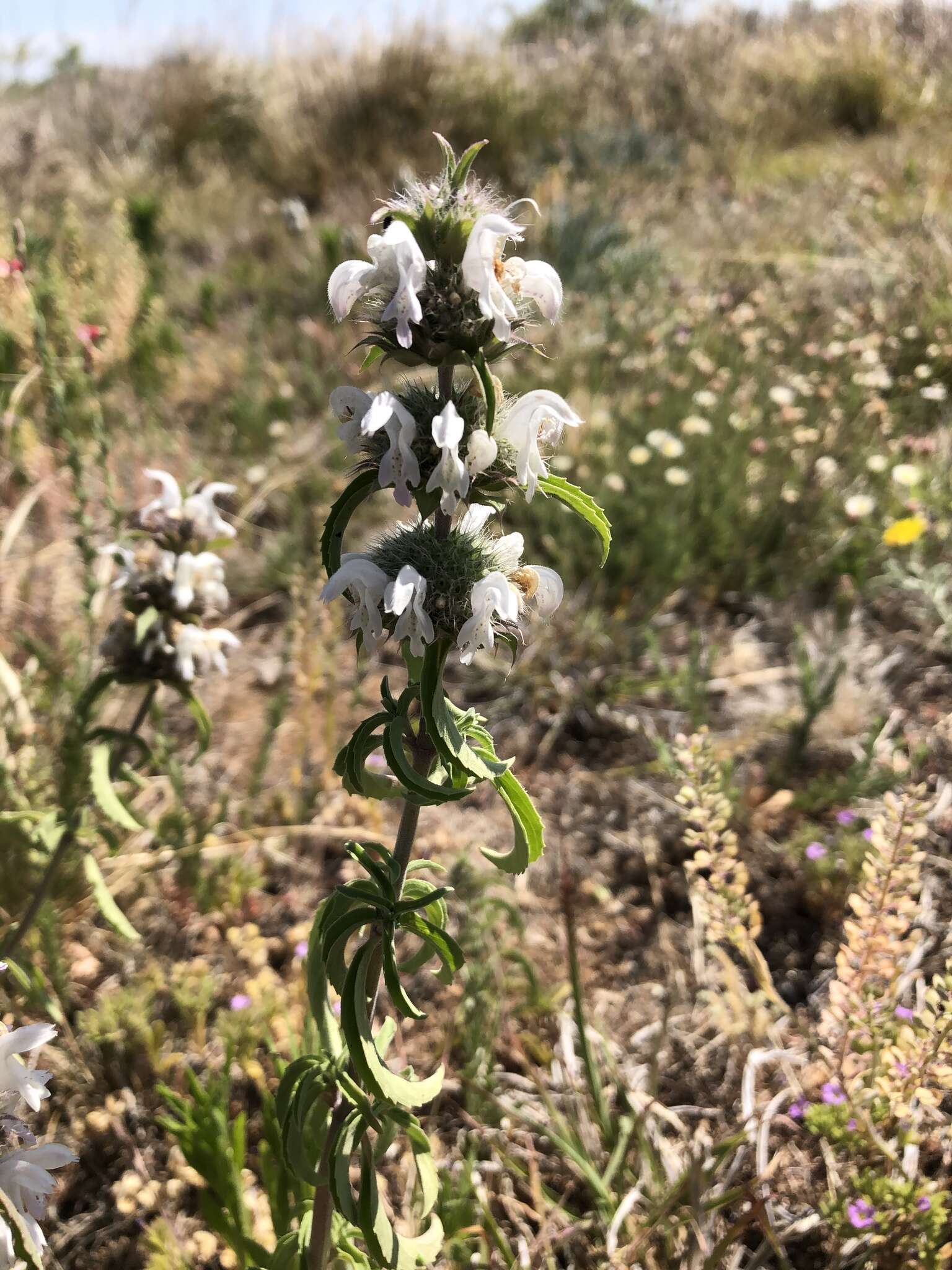 Imagem de Monarda pectinata Nutt.