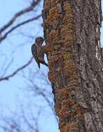 Image of Japanese Pygmy Woodpecker