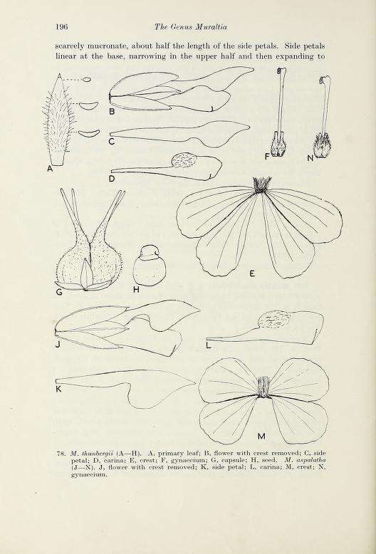 Image of Muraltia thunbergii Eckl. & Zeyh.