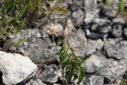 Image of Vincetoxicum hirundinaria subsp. adriaticum (G. Beck) Markgr.