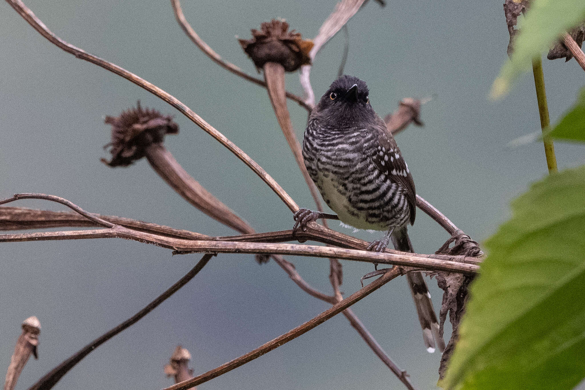 Image of Banded Prinia