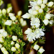 Image of Erica leucanthera L. fil.