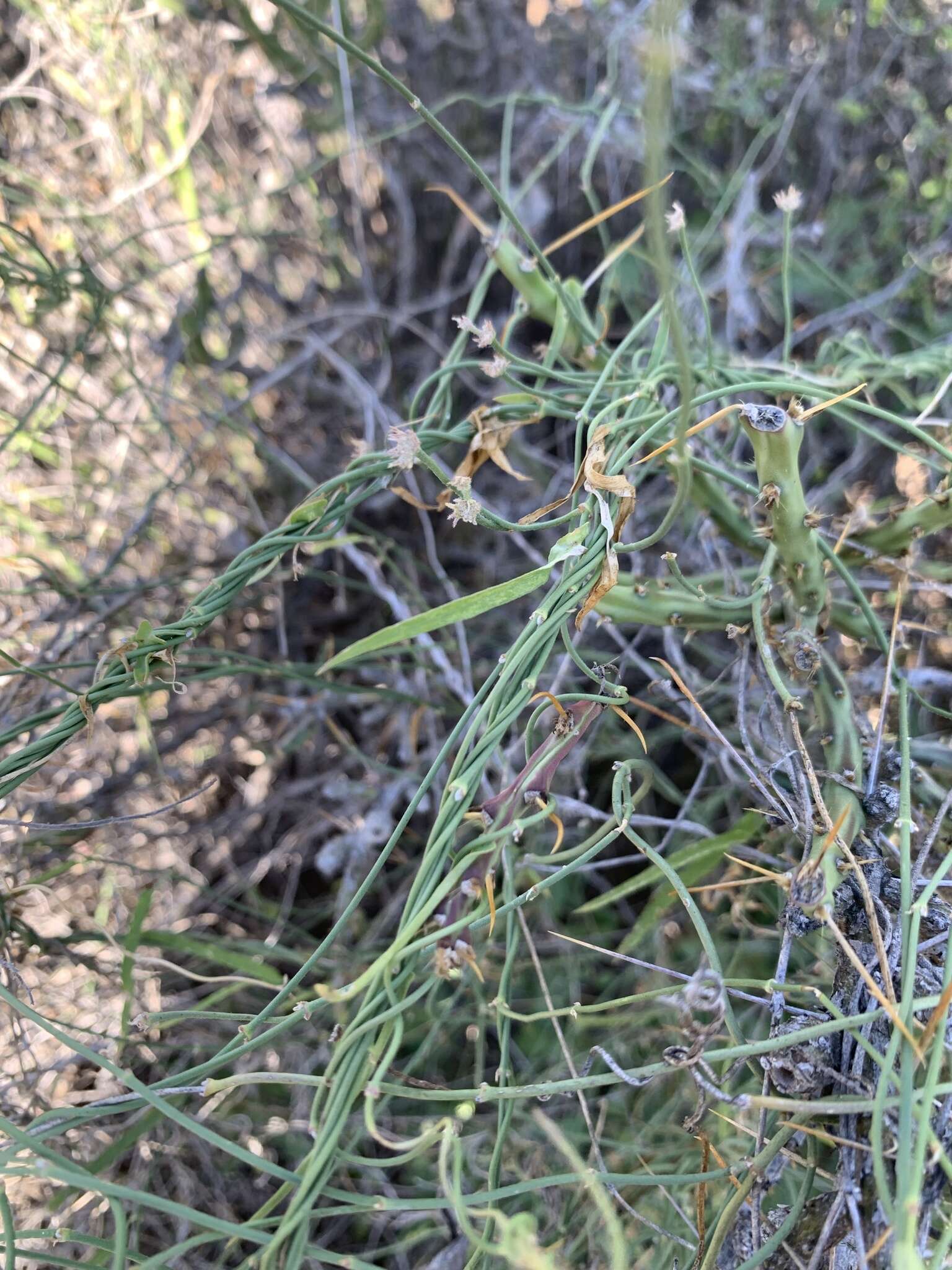 Image of Metastelma arizonicum A. Gray