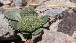 Image of Calycera monocephala (Phil.) S. Denham & Pozner