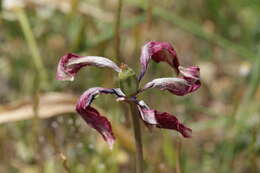 Image de Tulipa orphanidea Boiss. ex Heldr.