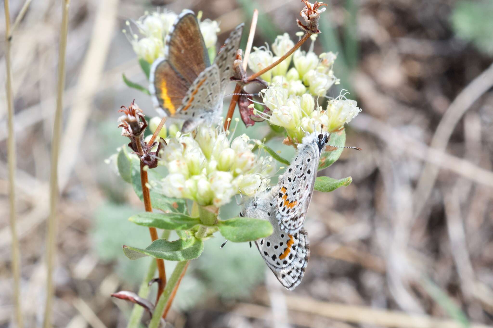 <i>Euphilotes centralis</i>的圖片