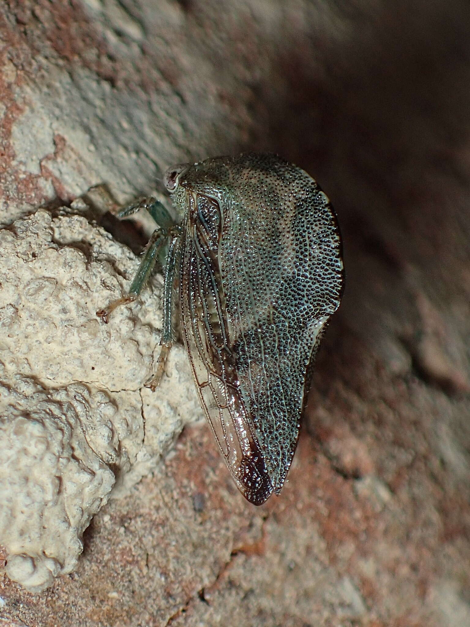 Image of Telamona reclivata Fitch