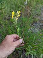 Oenothera clelandii W. Dietrich, P. H. Raven & W. L. Wagner的圖片