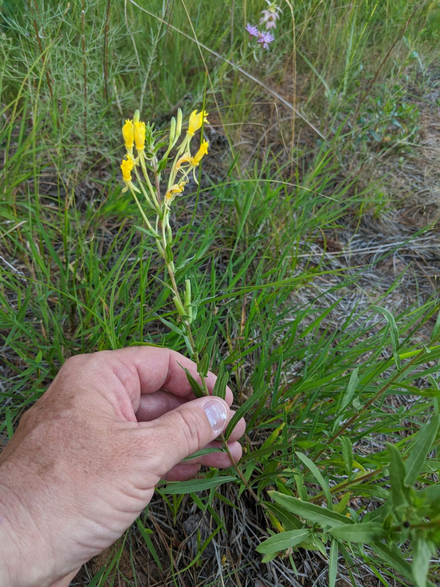 Oenothera clelandii W. Dietrich, P. H. Raven & W. L. Wagner的圖片