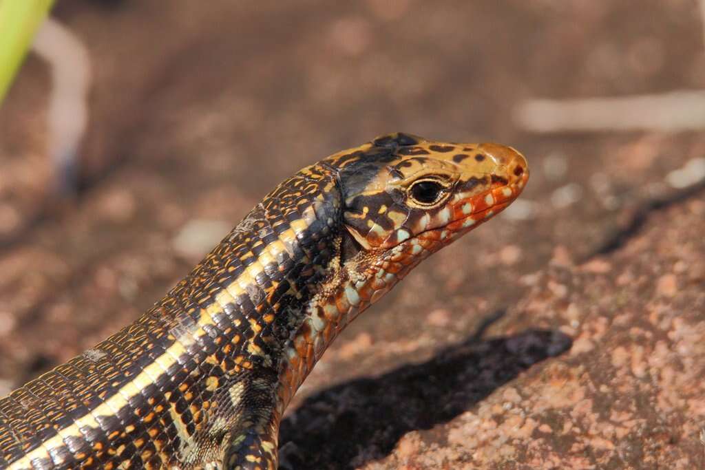 Image of western Girdled Lizard