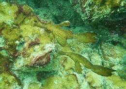 Image of Ghost pipefish