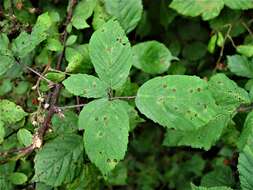 Image of Rubus rubritinctus W. C. R. Watson