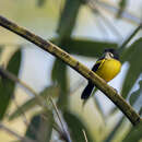 Image of Black-backed Tody-Flycatcher