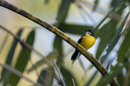 Image of Black-backed Tody-Flycatcher