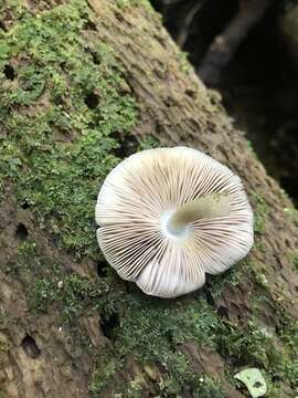 Image of Pluteus velutinornatus G. Stev. 1962