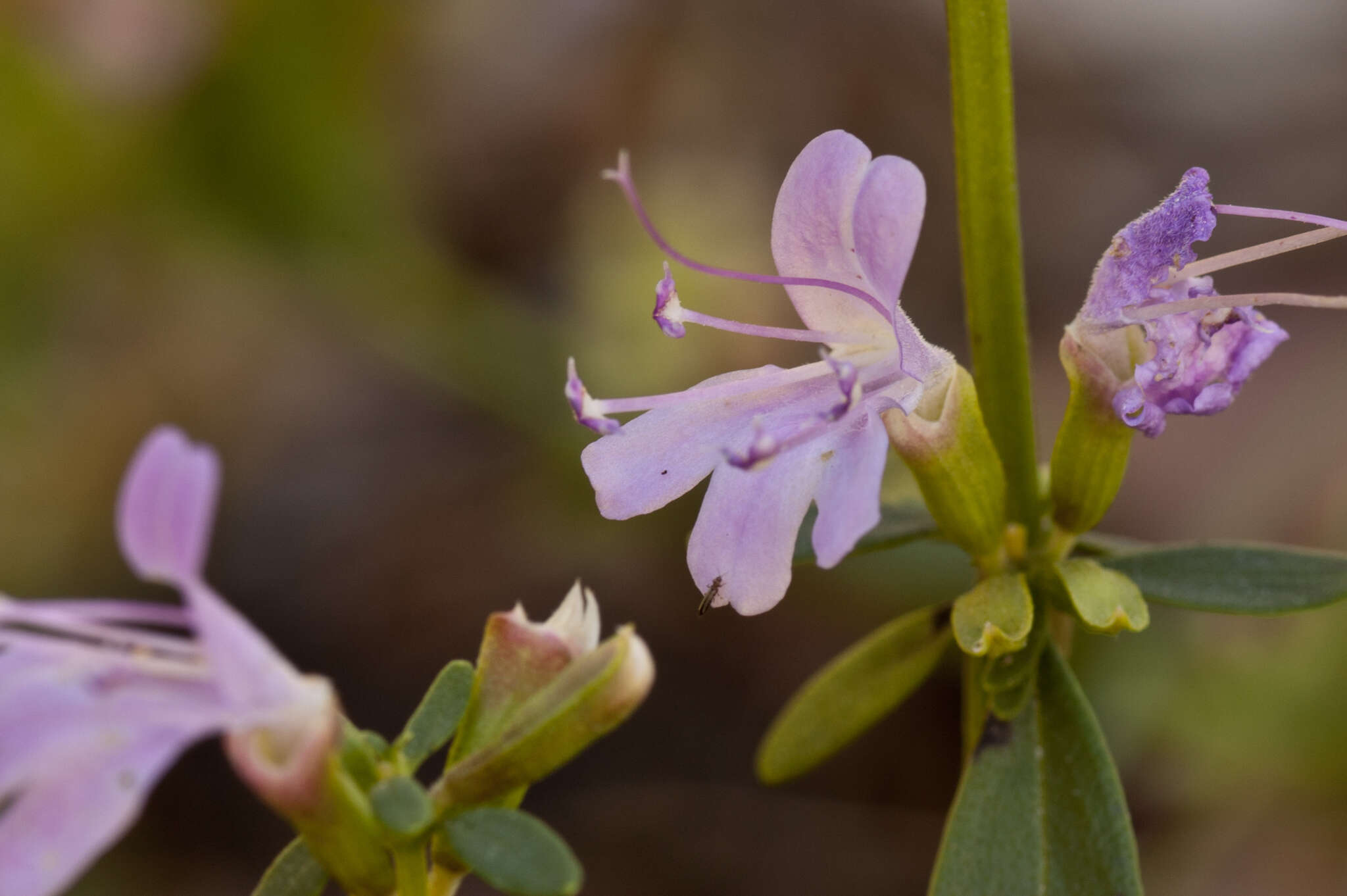 Imagem de Dicerandra frutescens subsp. savannarum (Huck) D. B. Ward