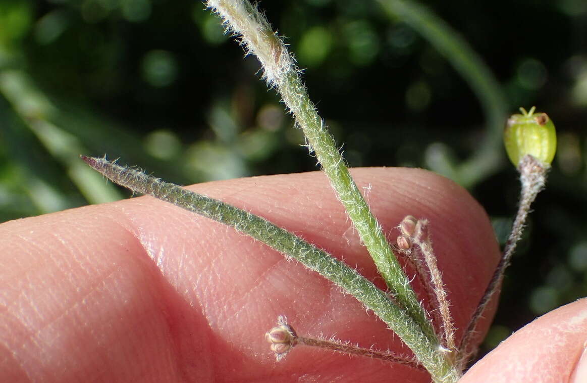 Image of Centella virgata (L. fil.) Drude