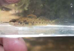 Image of Stone darter