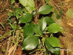 Imagem de Cinnamomum reticulatum Hayata