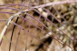 Image of Penstemon lanceolatus Benth.