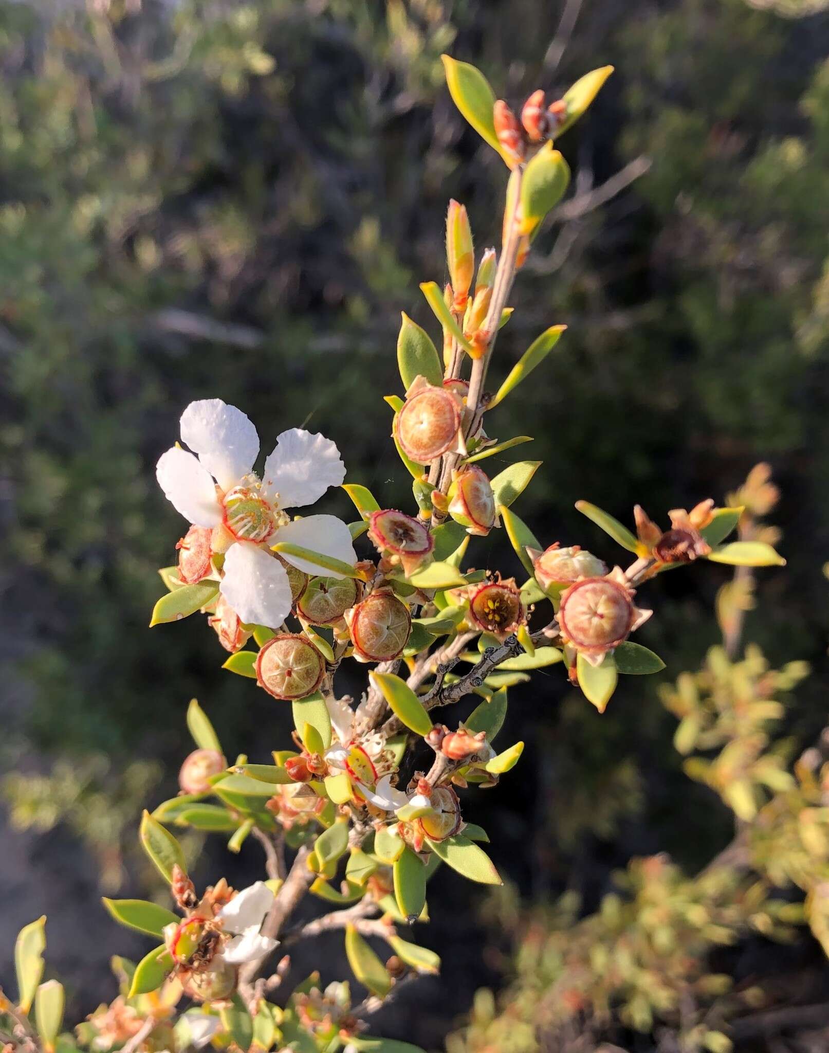 Image of green teatree