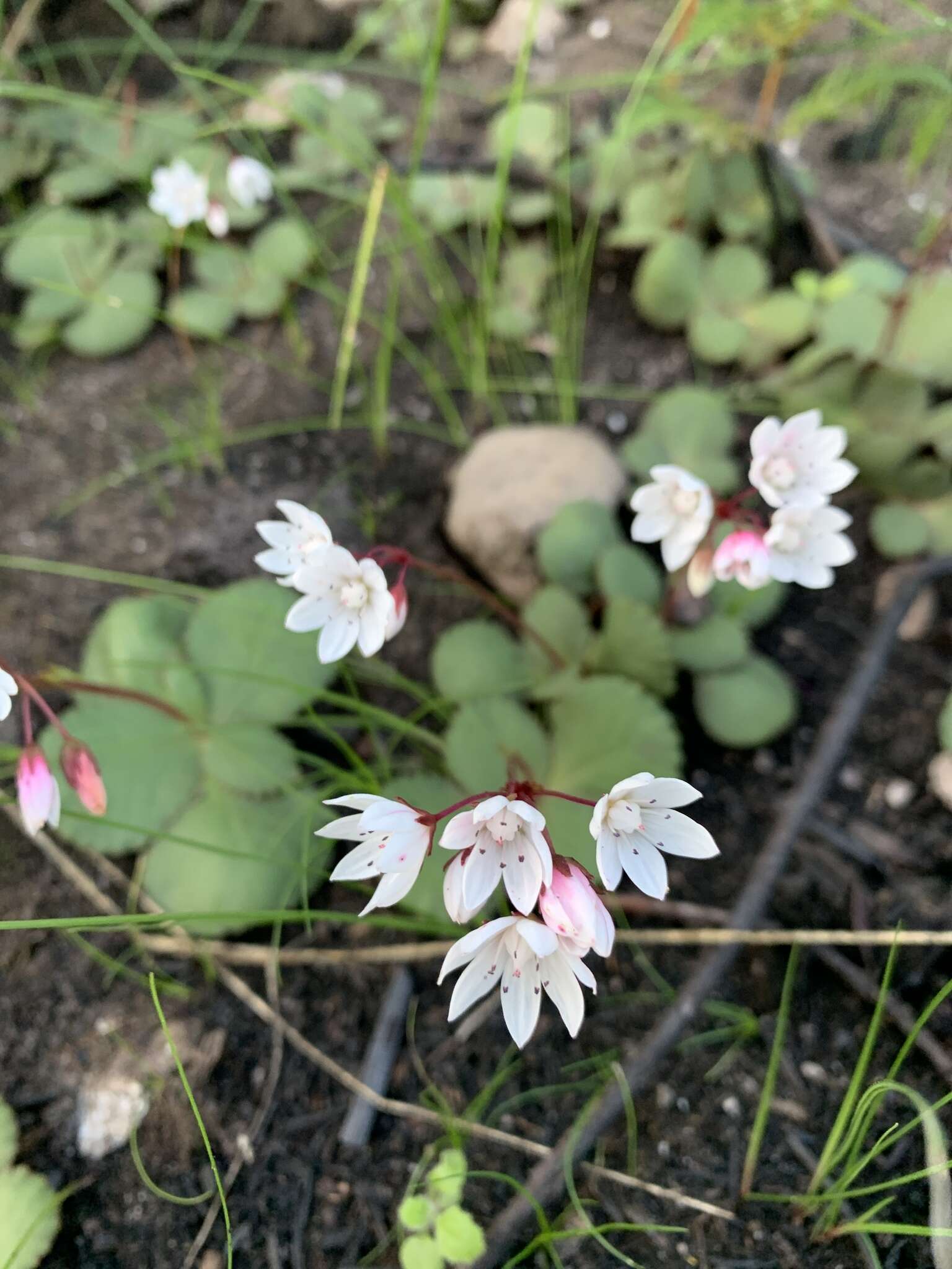 Image of Crassula capensis (L.) Baill.