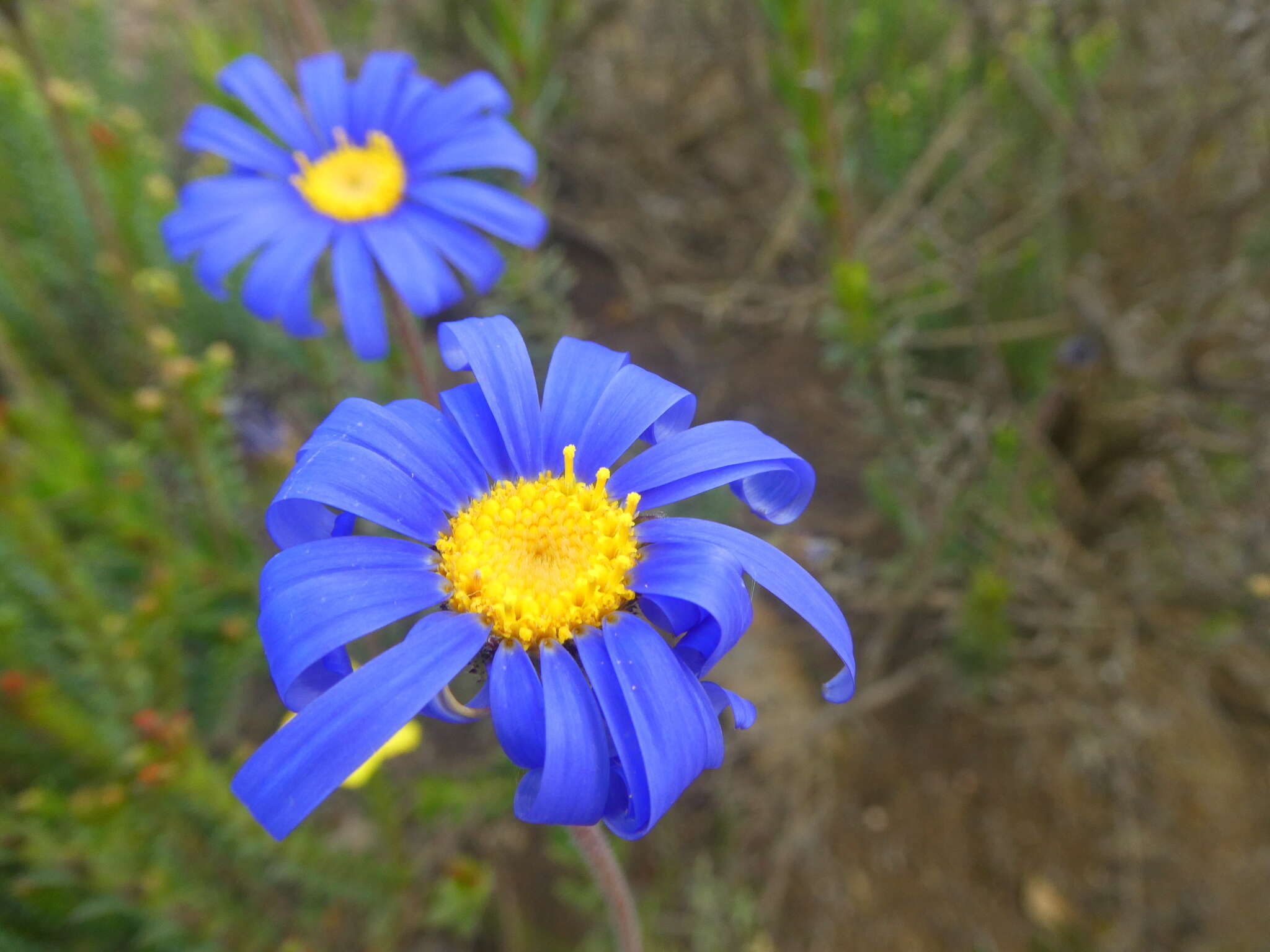 Image of Felicia ebracteata Grau