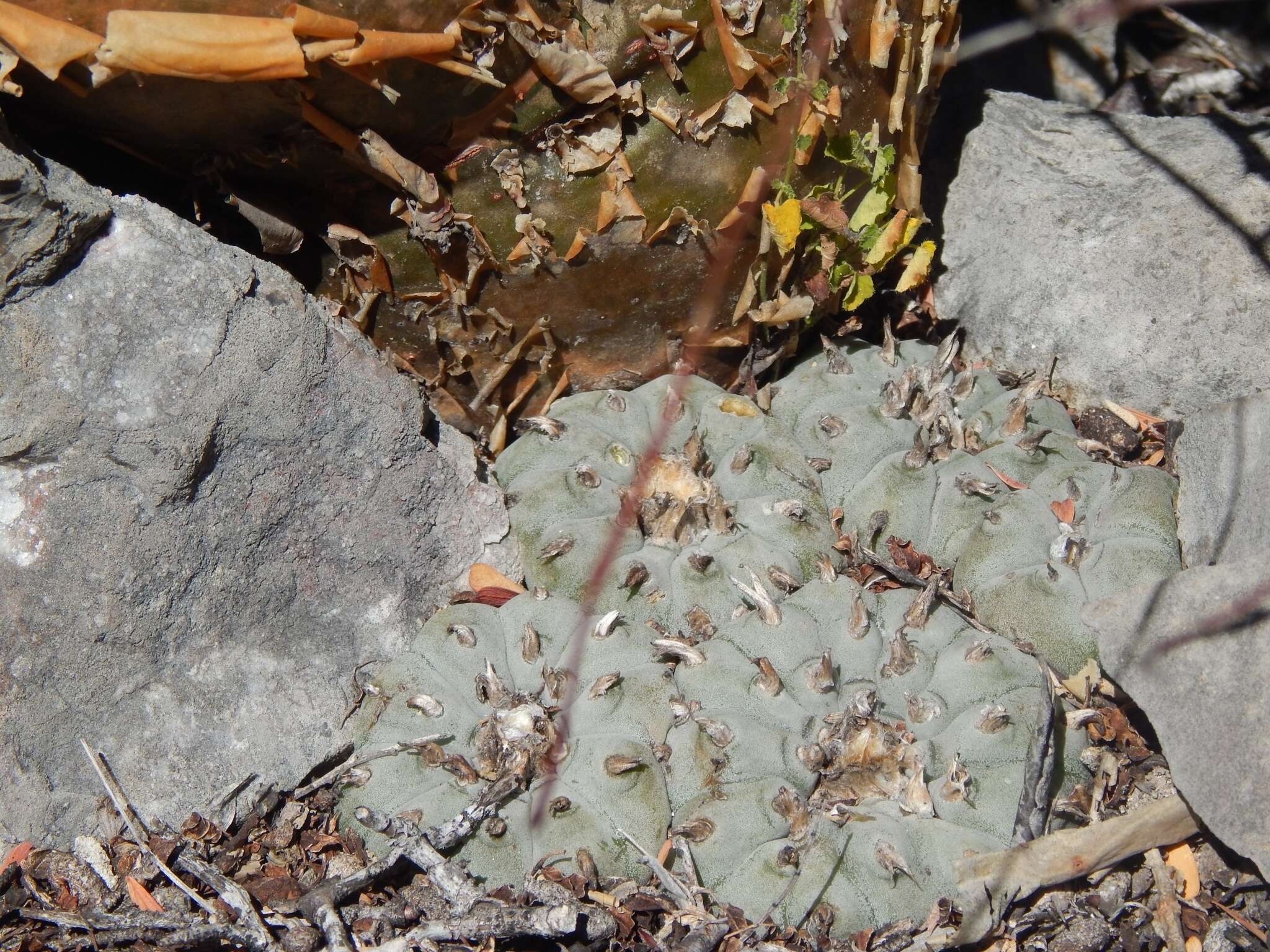 Image of lophophora