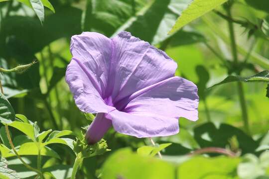 Ipomoea bahiensis Willd. ex Roem. & Schult.的圖片