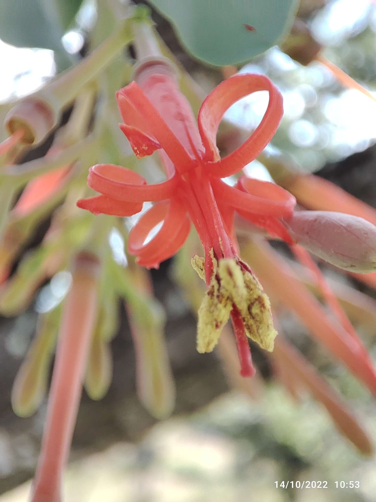 Image of Psittacanthus auriculatus (Oliv.) Eichl.