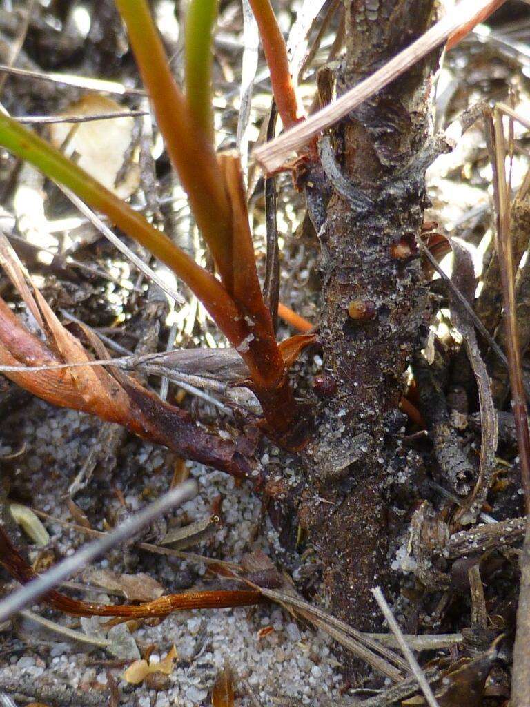 Afrolimon purpuratum (L.) I. A. Lincz. resmi